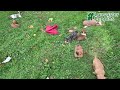 Miniature Dachshund dogs for sale: Asher - Video 1