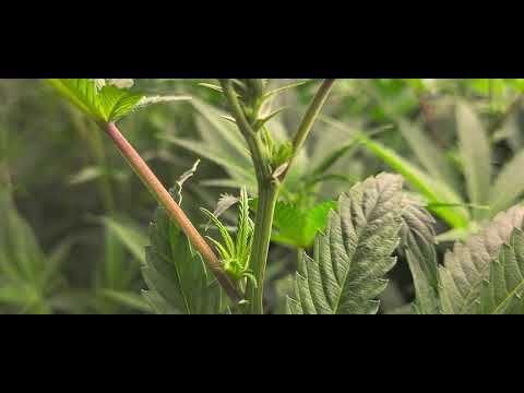 Autopot Energy Saving Cannabis Grow - Week 2, Day 11 of Flower 🌼