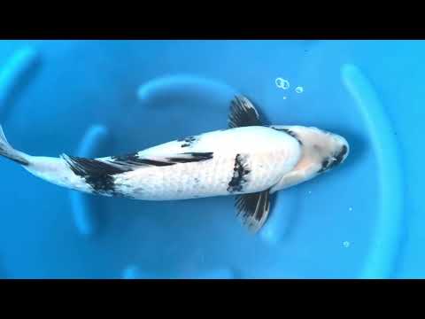 AC18-01 JKS AC - 3Y Female GR Shiro Utsuri 54 cm