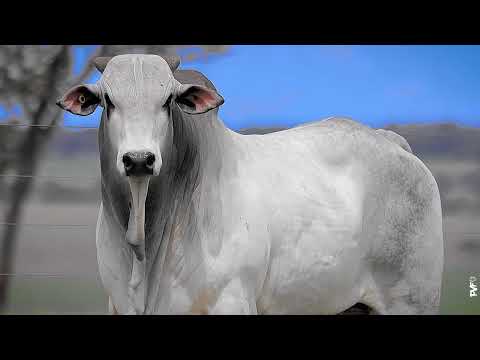 TOURO NELORE - 462 FIV ACN - ACNN 462