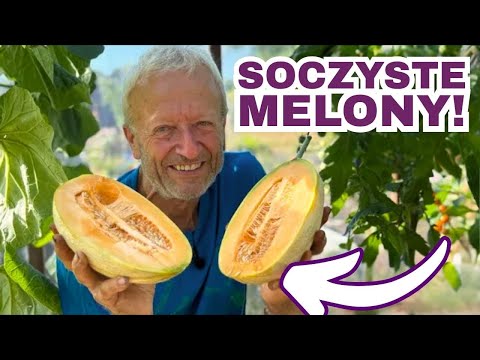 Sucha lipcowa ogrodnictwo: sadzenie, podlewanie ręczne i ziemniaki bez przekopywania