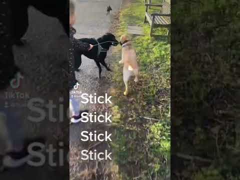 Buster Borador i zabawa z kijem #pies #adoptujniekupuj