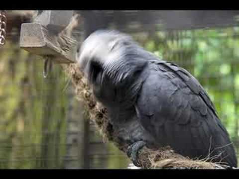 Cajmere - Come (Original Mix)