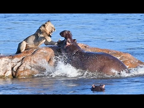 カバ、座礁した雄ライオンを襲う