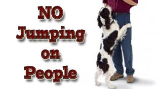 No Jumping on People - clicker training