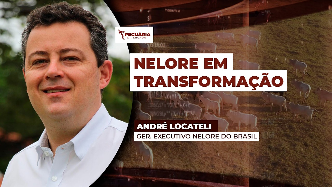Melhoria genética do nelore passa por precocidade e qualidade da carne