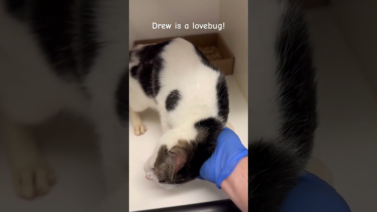 Enlarge Drew 36, a Adoptable Domestic Short Hair in Philadelphia, PA video 6/6