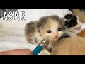 Tiny Mic ASMR With Kittens FULL VIDEO