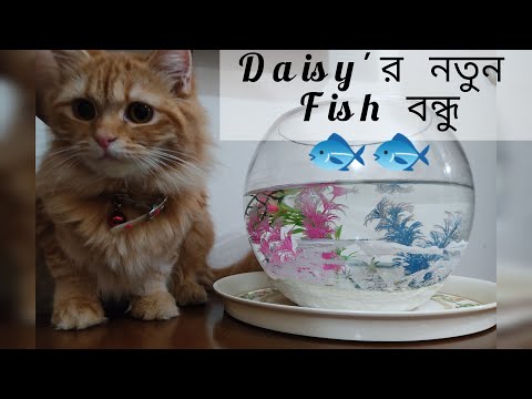 Daisy Baby With Her new Friends#persiancat#angelfish#persiancatvlog#cutecatvideo