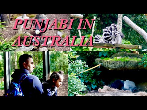 Zoo Vlog Video | Zoo Animals | Punjabi in Australia | Punjabi Vlog Video @KULBIRJASVIRVLOGS