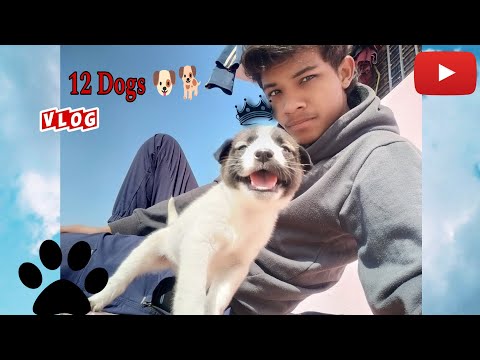 12 Dog 🐶🐕  ajao #iamshswaritrawat #theactorgang #vlog #blog