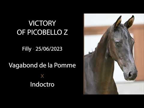 Victory of Picobello Z (Vagabond de la Pomme x Indoctro)