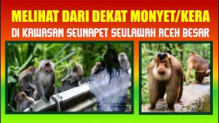 Download lagu Melihat Dari Dekat Kawanan Monyet di Seunapet Gunung Seulawah mp3