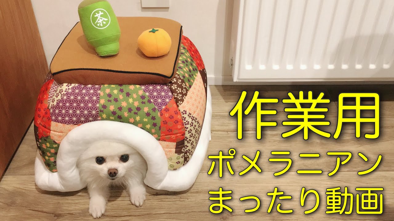 【作業用ポメラニアン】 ポメラニアンがコタツでまったりするだけの動画