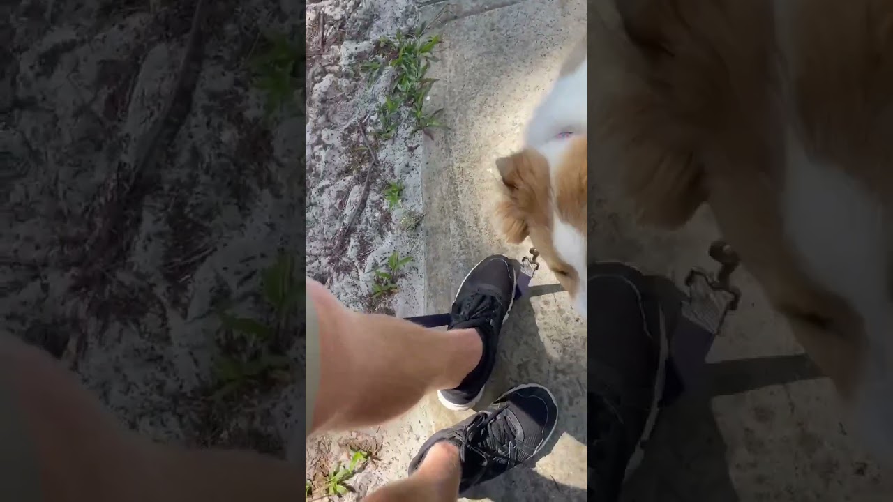 Dog Training - More of Brody Learning Sit & Down On A Walk