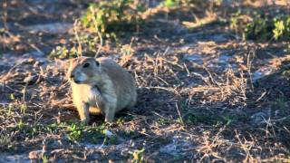 201108 - Badlands National Park Roberts Prairie Dog Town, South Dakota
