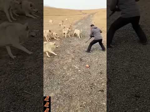 pack of wolves attack man. see.. defend yourself with a piece of wood