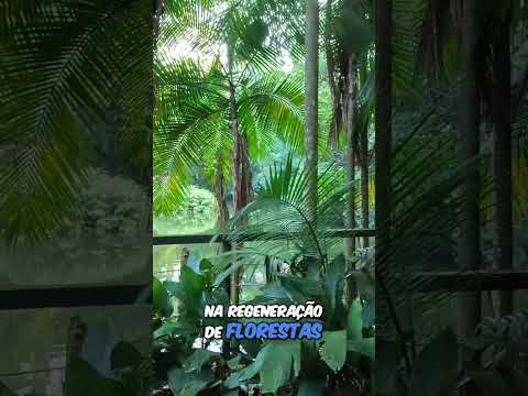 🌳 Descubra a EMBAÚBA e sua HISTÓRIA no PARQUE BURLE MARX #ParqueBurleMarx #Embaúba