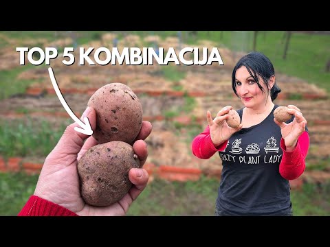 Top 5 Kombinacija Za SADNJU KROMPIRA u Mojoj Bašti