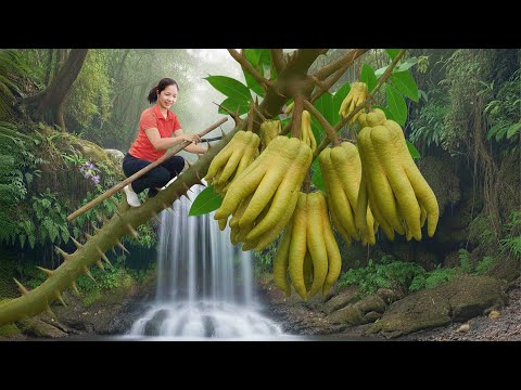 Harvesting Buddha's Hand in the Amazon Rainforest - Bringing It to the Village Market - Hana Market
