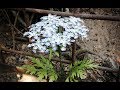 ABC TV | How To Make Queen Anne's Lace Flower From Paper - Craft Tutorial