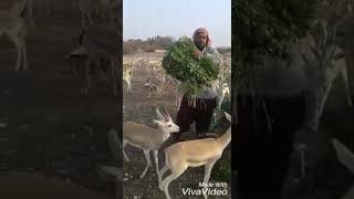 preview picture of video 'तारानगर तहसील के राजपूरा गाँव के मुक्तीधाम मे हिरण पालन ओर सेवा में लगे प्रिय जन'