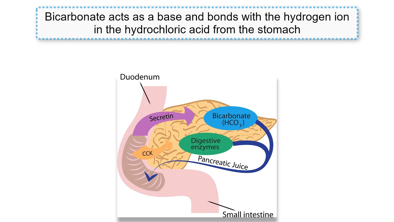 Gastrin, CCK, and Secretin explained!