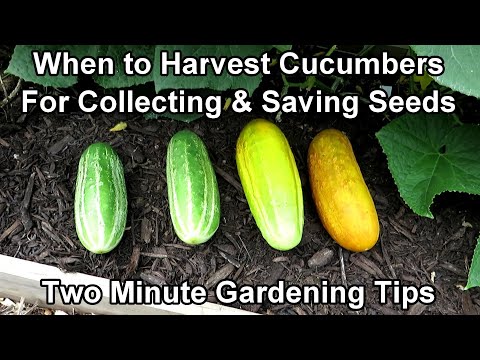 When & How to Harvest Cucumber Seeds - Save Money, Sell  or Trade Seeds: Two Minute TRG Tips