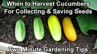 When & How to Harvest Cucumber Seeds - Save Money, Sell  or Trade Seeds: Two Minute TRG Tips
