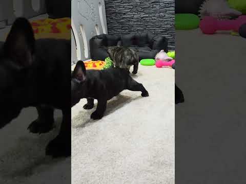 Video 5