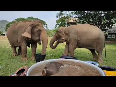 Evening time with Pyi Mai - EleFlix