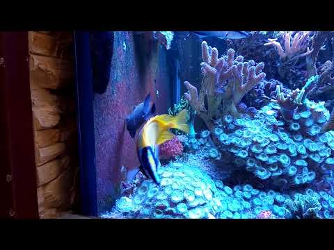 Akwarium morskie 577l