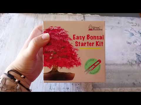 Kit para cultivar bonsai - Grow Buddha - SUB