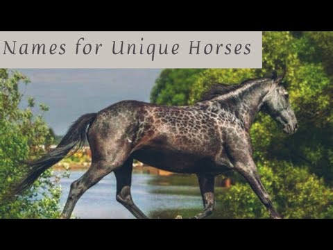 , title : 'Which color horse would you choose? Unique color horses edition! #equestrian #horses'