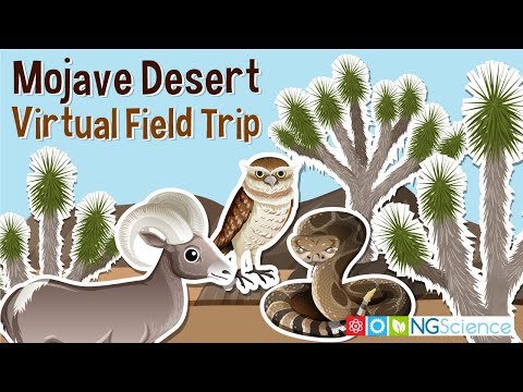 image-What is special about the Mojave Desert?