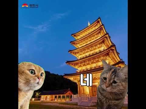 김천김밥축제 고양이 밈