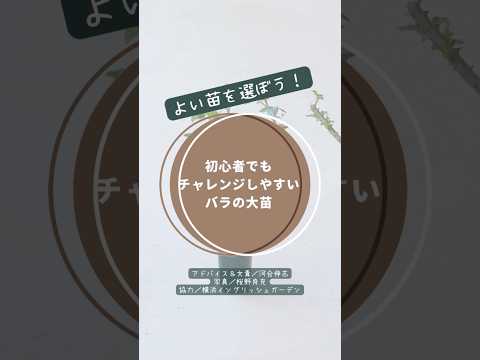 裸根のバラ:一目で分かる長所と短所 植物