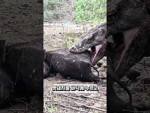 그로넨달을 한입에 삼킨 코모도왕도마뱀의 최후