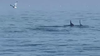 Maxi avvistamento di delfini al largo della Riviera romagnola: decine di esemplari in poche ore