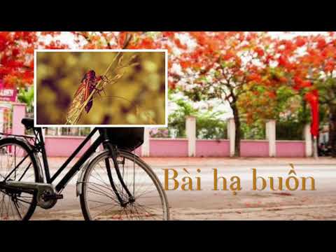 Bài hạ buồn - Hùng M Nguyễn