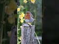 Thx To Nature