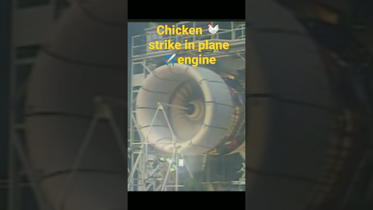 chicken 🐔 strike in jet ✈️engine test #latest