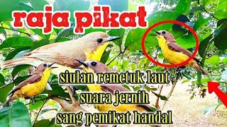Download lagu siulan burung remetuk laut || pikat remetuk laut ampuh suara jernih mp3