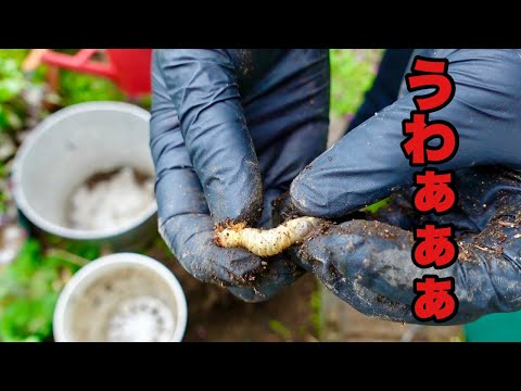 植木鉢にいるコガネムシの幼虫を駆除するにはどうすればよいですか？確実なヒント  庭園