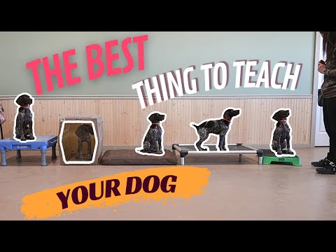 How To Teach Your Dog To Go To A Place - Life Hack