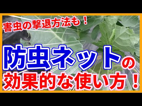 キャベツガと自然に戦う方法は？簡単な手段で感染を防ぐことはできるのでしょうか？  庭園