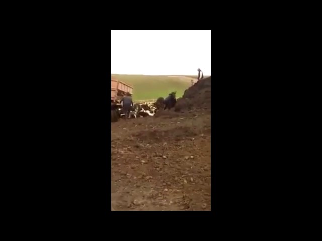 Татарстанда ферма хайваннарын җәберләүчеләрне эштән куганнар (видео)