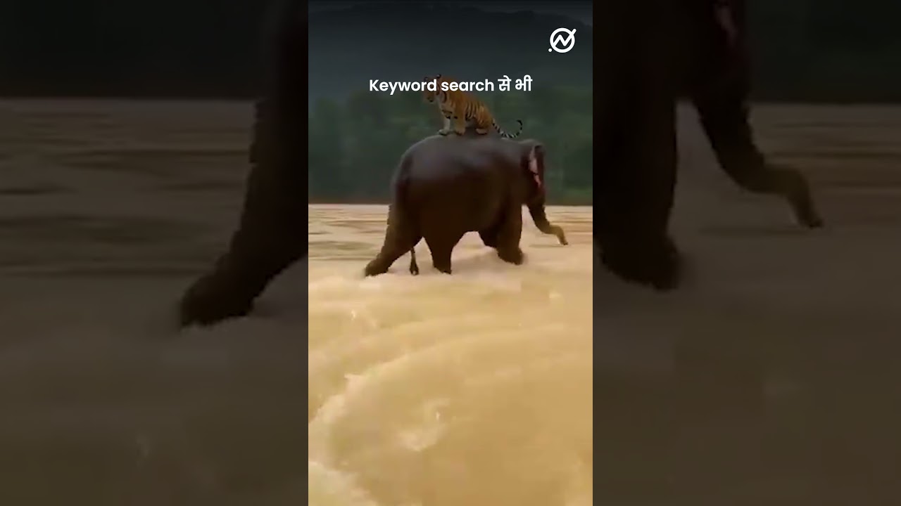 बाढ़ के बीच एक हाथी ने tiger को किया rescue?