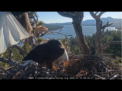 Shadow brings breakfast fish to Jackie 10.01.2026 @FOBBVCAM