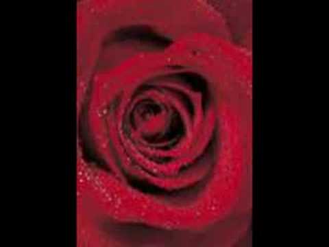 Schnee Der Auf Rosen Fällt video